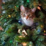 The Magic of a Christmas Tree with Lights