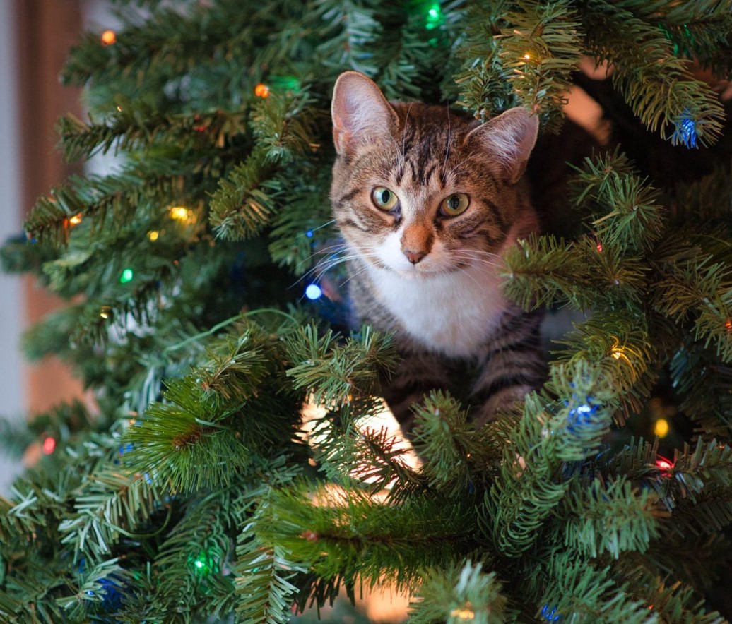 The Magic of a Christmas Tree with Lights